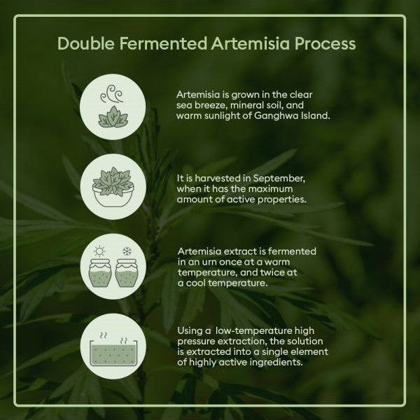 Missha Time Revolution Artemisia Treatment Essence - Korean-Skincare